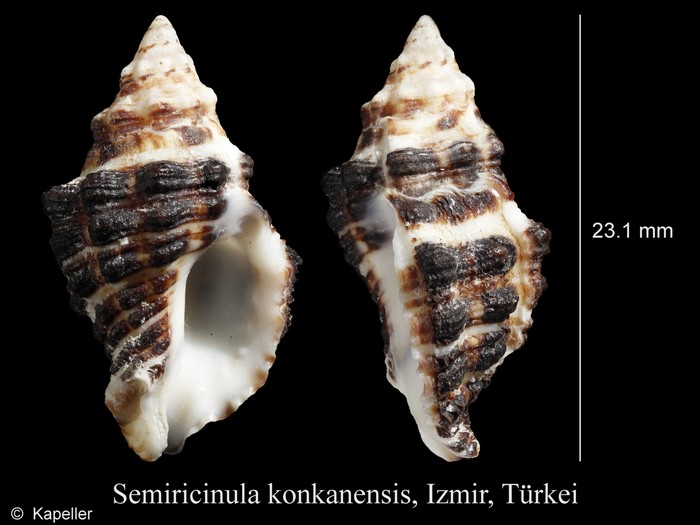 Semiricinula konkanensis