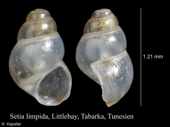 Setia limpida Setia limpida