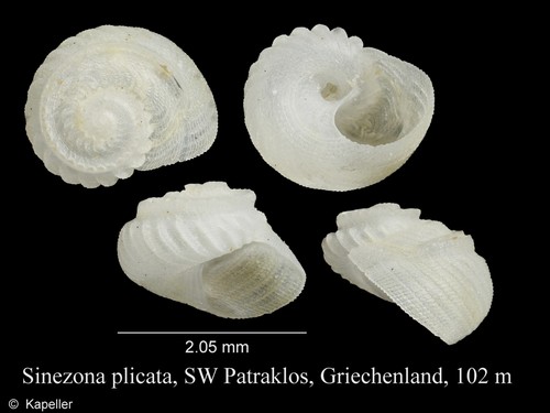 Sinezona plicata