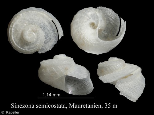 Sinezona semicostata