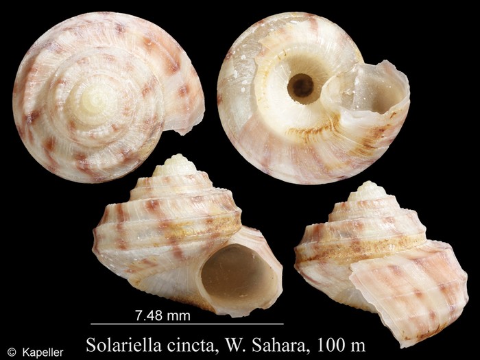 Solariella cincta