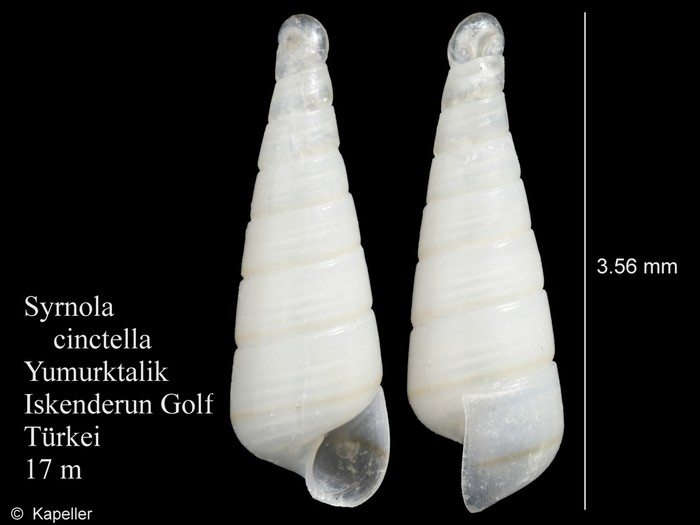 Syrnola cinctella