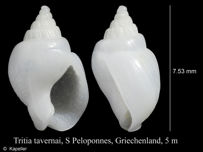 Tritia tavernai Tritia tavernai