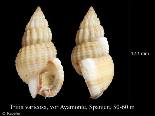 Tritia varicosa