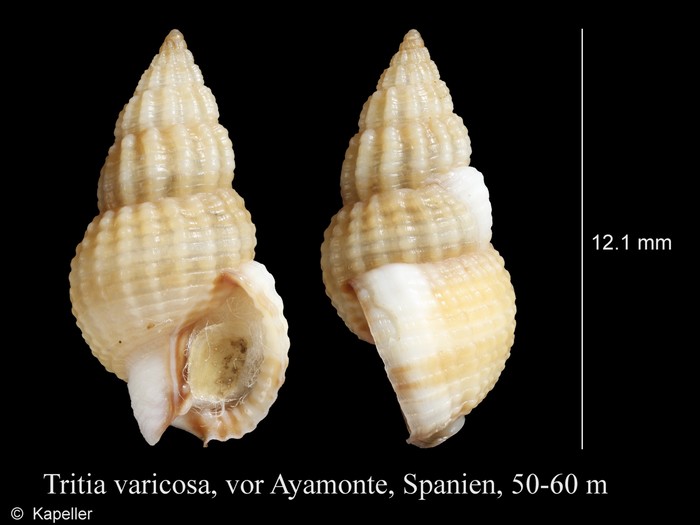 Tritia varicosa Tritia varicosa