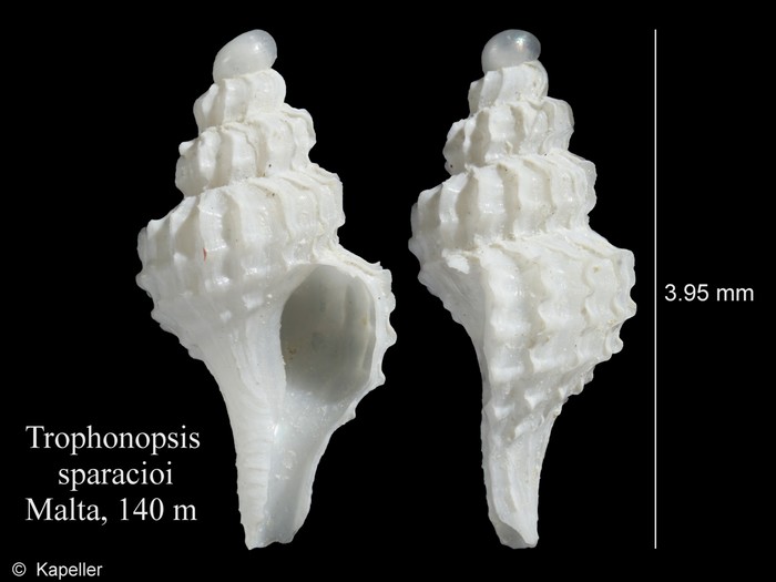 Trophonopsis sparacioi Trophonopsis sparacioi