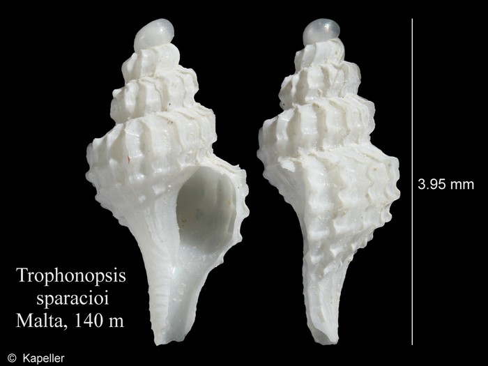 Trophonopsis sparacioi