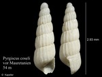 Pyrgiscus coseli