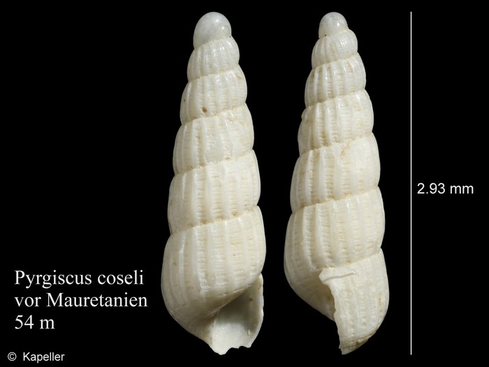 Pyrgiscus coseli