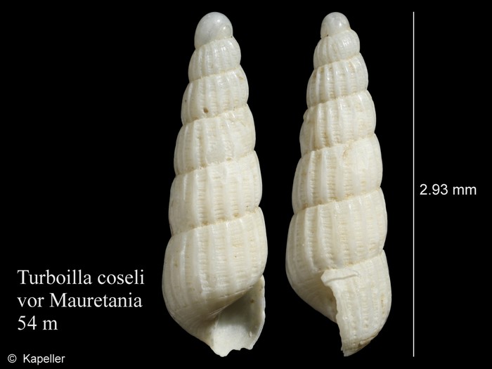 Turbonilla coseli