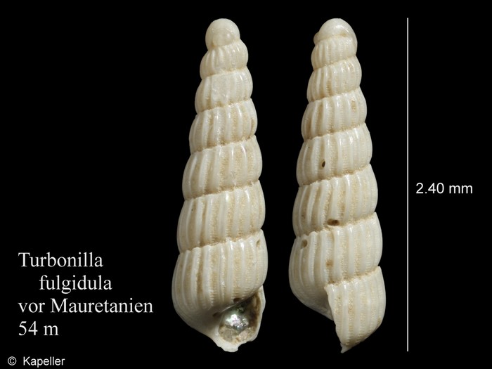 Turbonilla fulgidula Turbonilla fulgidula