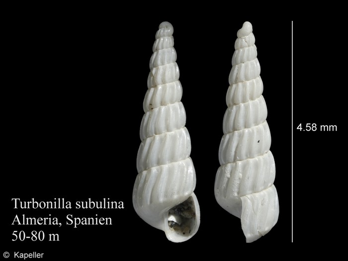 Turbonilla subulina Turbonilla subulina