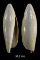 Seraphs volutatus (Solander, 1766)