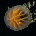 Dichotomia cannoides; from Gulfstream off Florida, USA