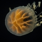 Dichotomia cannoides; from Gulfstream off Florida, USA