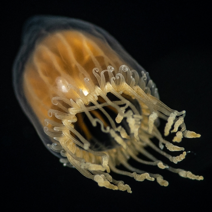 Dichotomia cannoides; from Gulfstream off Florida, USA Dichotomia cannoides; from Gulfstream off Florida, USA