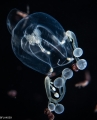 Hydrozoa (hydroids)