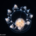 Hydrozoa (hydroids)