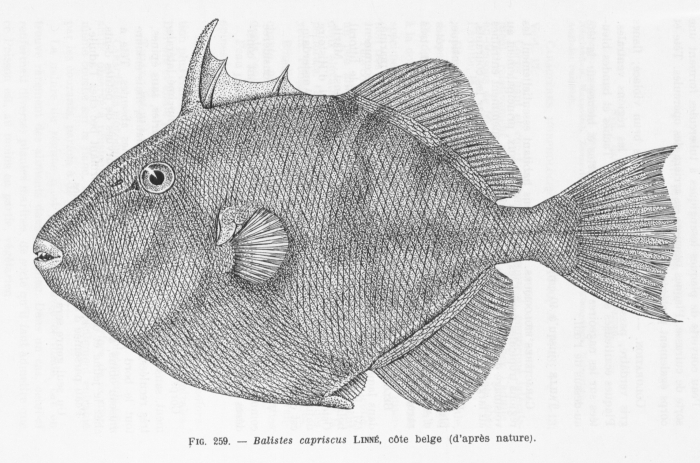 Poll (1947, fig. 259) Poll (1947, fig. 259)