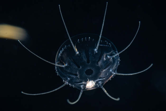 Cunina octonaria Cunina octonaria