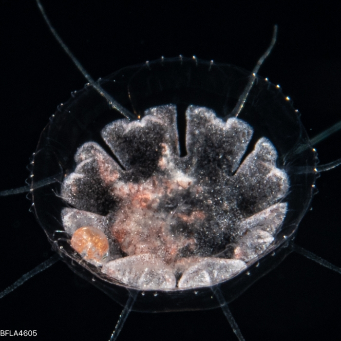 Cunina octonaria Cunina octonaria