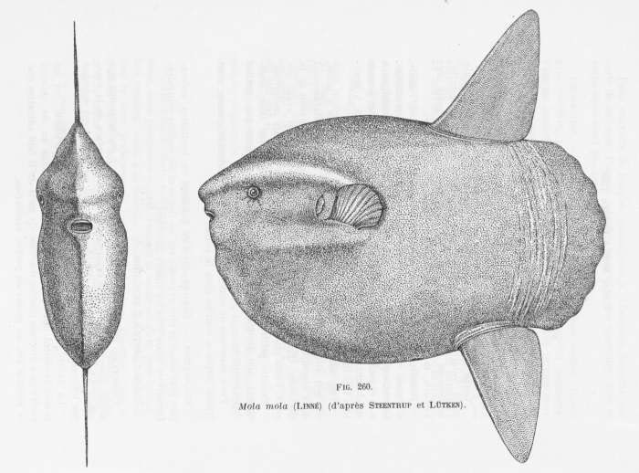Poll (1947, fig. 260) Poll (1947, fig. 260)