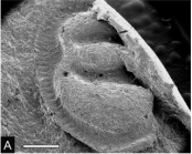 Holotype of Bungonibeyrichia treslata Tamara, Elizabeth & Mark, 2023