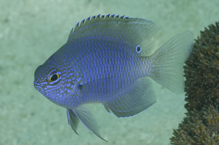Pomacentrus limosus Pomacentrus limosus