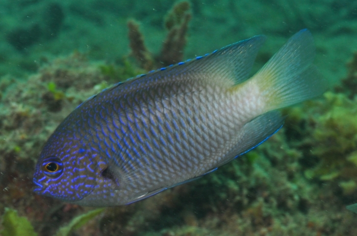 Pomacentrus limosus Pomacentrus limosus