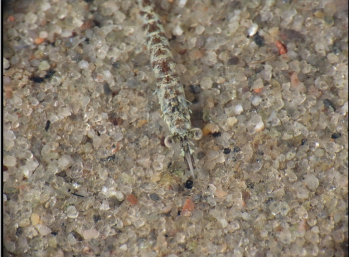 Mysis gaspensis Mysis gaspensis