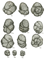Barnardina semirugosa Kalantari, 1970