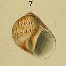 Natica rizzae Philippi, 1844