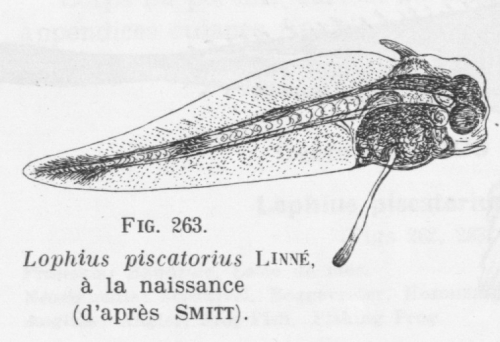 Poll (1947, fig. 263)