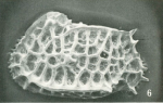 Bradleya mckenziei Benson, 1972: Holotype