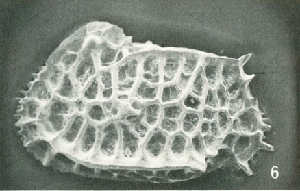 Bradleya mckenziei Benson, 1972: Holotype
