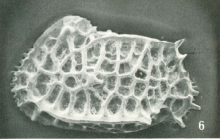 Holotype of Bradleya mckenziei Benson, 1972