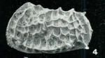 Bradleya metamorphica Whatley, Downing, Kesler & Harlow, 1984: Holotype