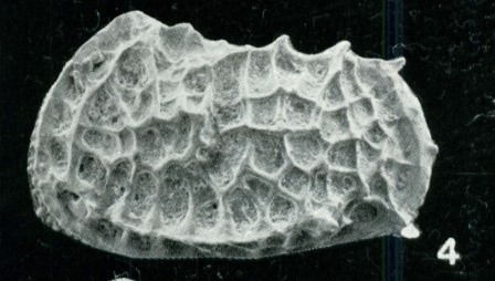 Holotype of Bradleya metamorphica Whatley, Downing, Kesler & Harlow, 1984 Holotype of Bradleya metamorphica Whatley, Downing, Kesler & Harlow, 1984