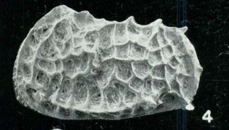 Holotype of Bradleya metamorphica Whatley, Downing, Kesler & Harlow, 1984