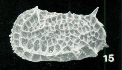 Bradleya multireticulata Whatley, Downing, Kesler &amp; Harlow, 1984: Holotype