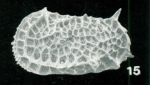 Bradleya multireticulata Whatley, Downing, Kesler & Harlow, 1984: Holotype