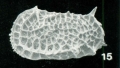 Holotype of Bradleya multireticulata Whatley, Downing, Kesler & Harlow, 1984