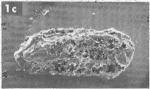 Holotype of Bradleya nkalaguensis Neufville, 1973