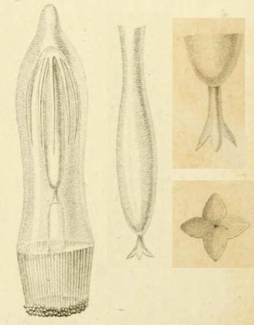 Aglantha elongata from Lesson (1843)