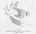 Lophiiformes