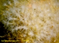 Anthozoa