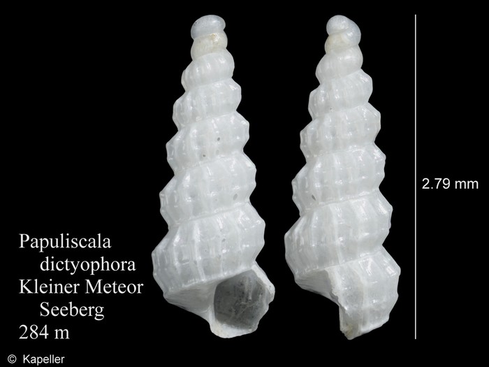 Papuliscala dictyophora Papuliscala dictyophora
