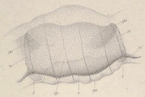 Sminthea arctica type specimen after Hartlaub (1909)