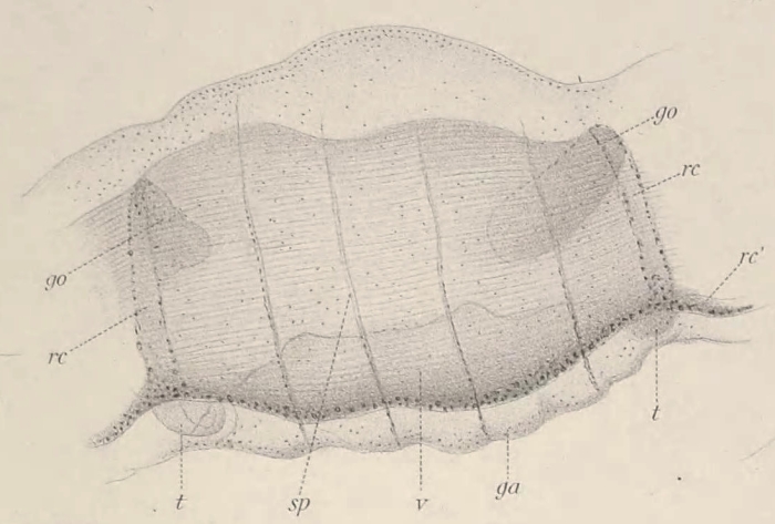 Sminthea arctica type specimen after Hartlaub (1909) Sminthea arctica type specimen after Hartlaub (1909)