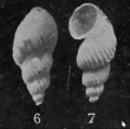 Limnoscala formosa, original figure